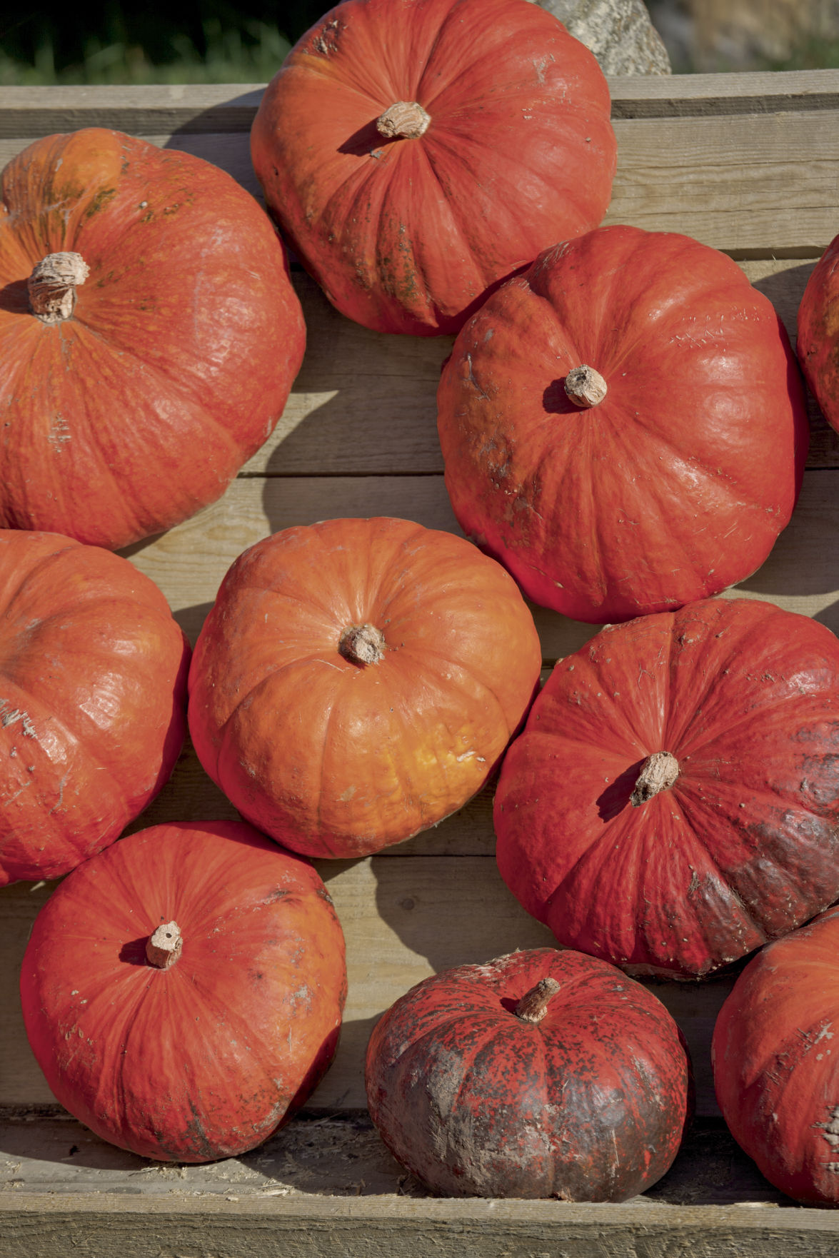 Pumpkin_RougeVifDEtmpes